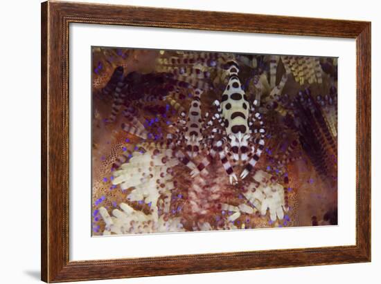 A Pair of Colorful Coleman Shrimp-Stocktrek Images-Framed Photographic Print