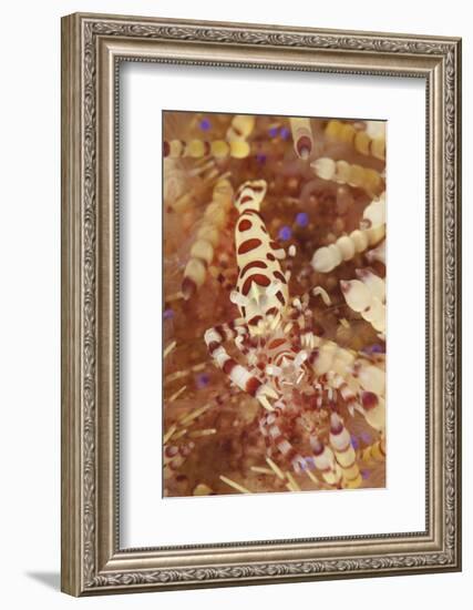 A Pair of Colorful Coleman Shrimp-Stocktrek Images-Framed Photographic Print