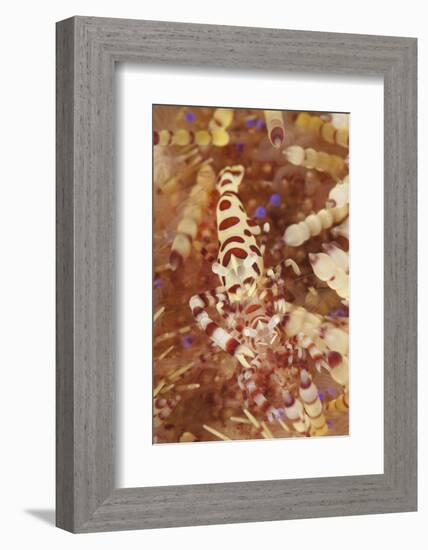 A Pair of Colorful Coleman Shrimp-Stocktrek Images-Framed Photographic Print