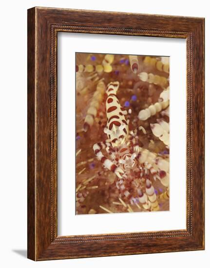 A Pair of Colorful Coleman Shrimp-Stocktrek Images-Framed Photographic Print