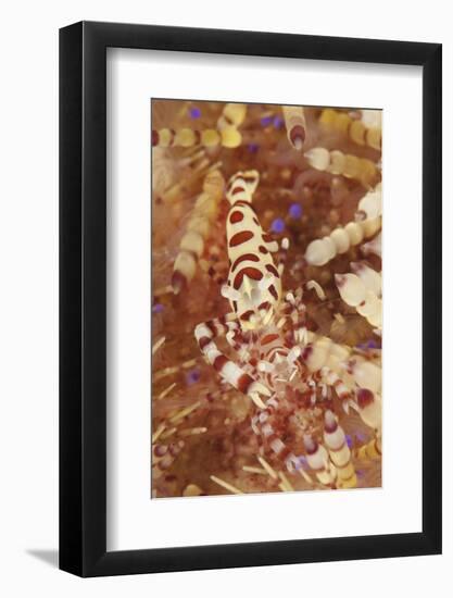 A Pair of Colorful Coleman Shrimp-Stocktrek Images-Framed Photographic Print