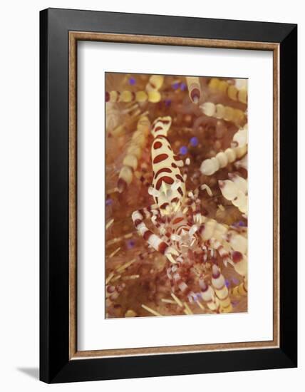 A Pair of Colorful Coleman Shrimp-Stocktrek Images-Framed Photographic Print