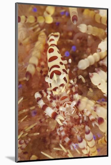 A Pair of Colorful Coleman Shrimp-Stocktrek Images-Mounted Photographic Print