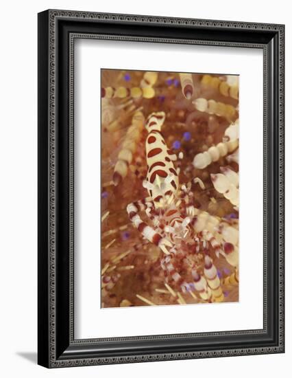 A Pair of Colorful Coleman Shrimp-Stocktrek Images-Framed Photographic Print