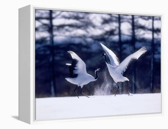 A Pair of Cranes Dancing, Tsurui Village, Hokkaido, Japan-null-Framed Premier Image Canvas