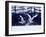 A Pair of Cranes Dancing, Tsurui Village, Hokkaido, Japan-null-Framed Photographic Print