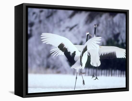 A Pair of Cranes, Hokkaido, Japan-null-Framed Premier Image Canvas