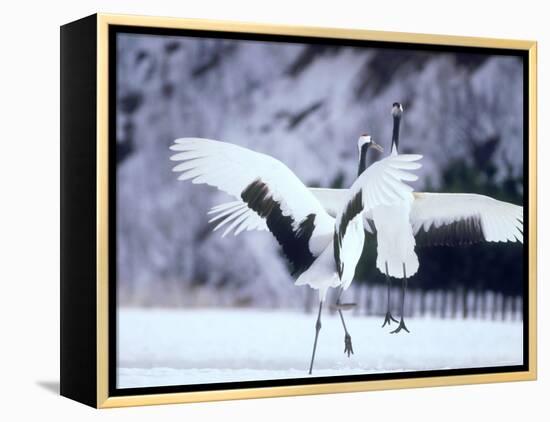 A Pair of Cranes, Hokkaido, Japan-null-Framed Premier Image Canvas