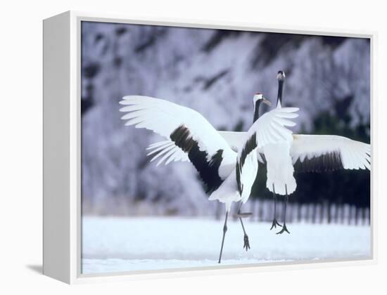 A Pair of Cranes, Hokkaido, Japan-null-Framed Premier Image Canvas