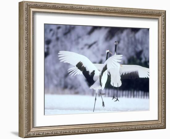 A Pair of Cranes, Hokkaido, Japan-null-Framed Photographic Print