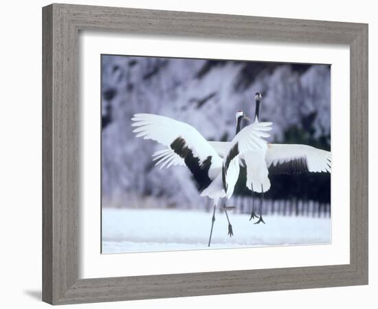 A Pair of Cranes, Hokkaido, Japan-null-Framed Photographic Print