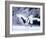 A Pair of Cranes, Hokkaido, Japan-null-Framed Photographic Print