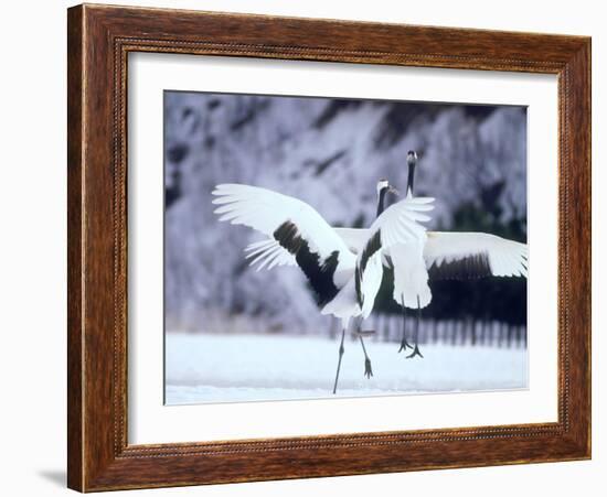 A Pair of Cranes, Hokkaido, Japan-null-Framed Photographic Print