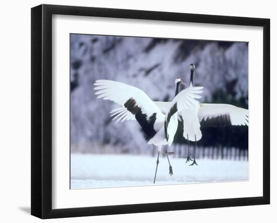A Pair of Cranes, Hokkaido, Japan-null-Framed Photographic Print