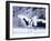 A Pair of Cranes, Hokkaido, Japan-null-Framed Photographic Print