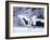 A Pair of Cranes, Hokkaido, Japan-null-Framed Photographic Print