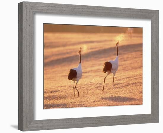 A Pair of Cranes, Tsurui Village, Hokkaido, Japan-null-Framed Photographic Print