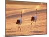 A Pair of Cranes, Tsurui Village, Hokkaido, Japan-null-Mounted Photographic Print