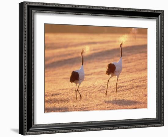 A Pair of Cranes, Tsurui Village, Hokkaido, Japan-null-Framed Photographic Print