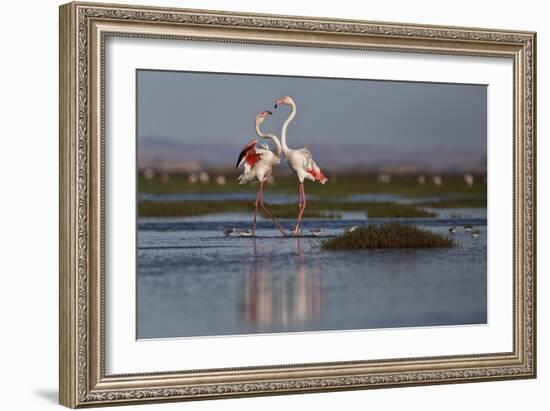 A Pair Of Greater Flamingoes Strut And Posture Close To Pelican Point, In Walvis Bay-Karine Aigner-Framed Photographic Print