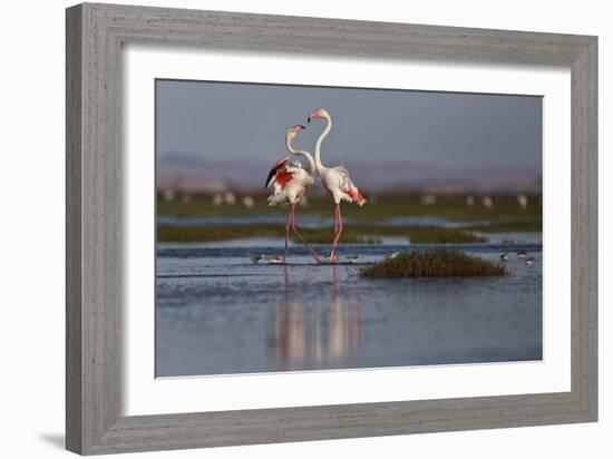 A Pair Of Greater Flamingoes Strut And Posture Close To Pelican Point, In Walvis Bay-Karine Aigner-Framed Photographic Print