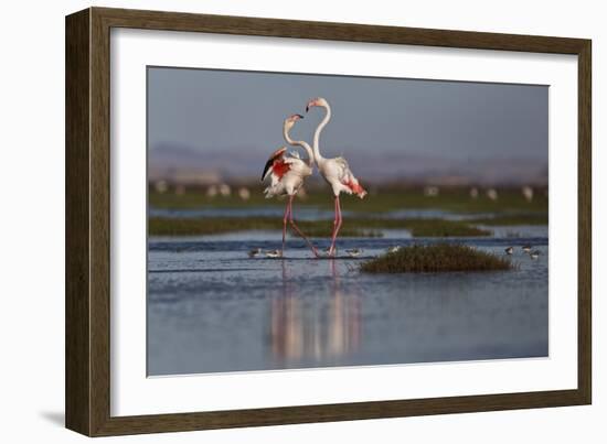 A Pair Of Greater Flamingoes Strut And Posture Close To Pelican Point, In Walvis Bay-Karine Aigner-Framed Photographic Print