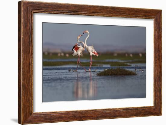 A Pair Of Greater Flamingoes Strut And Posture Close To Pelican Point, In Walvis Bay-Karine Aigner-Framed Photographic Print