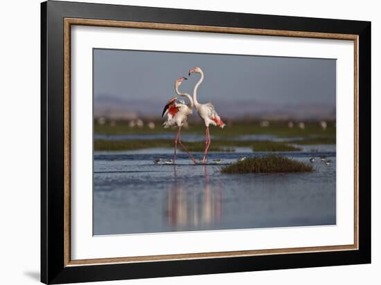 A Pair Of Greater Flamingoes Strut And Posture Close To Pelican Point, In Walvis Bay-Karine Aigner-Framed Photographic Print