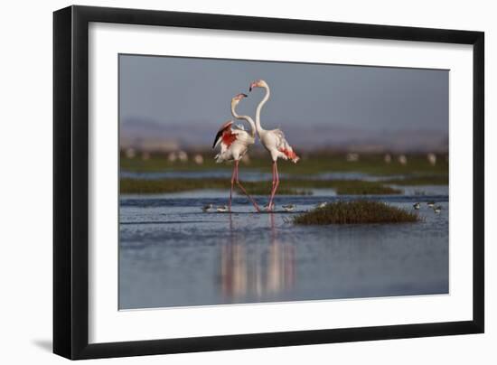 A Pair Of Greater Flamingoes Strut And Posture Close To Pelican Point, In Walvis Bay-Karine Aigner-Framed Photographic Print