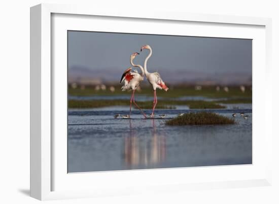 A Pair Of Greater Flamingoes Strut And Posture Close To Pelican Point, In Walvis Bay-Karine Aigner-Framed Photographic Print