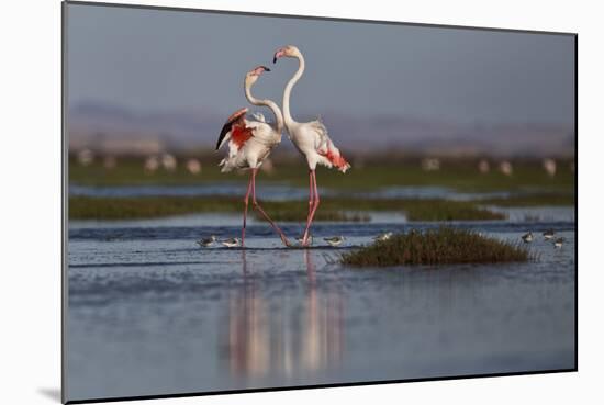 A Pair Of Greater Flamingoes Strut And Posture Close To Pelican Point, In Walvis Bay-Karine Aigner-Mounted Photographic Print