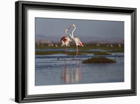 A Pair Of Greater Flamingoes Strut And Posture Close To Pelican Point, In Walvis Bay-Karine Aigner-Framed Photographic Print