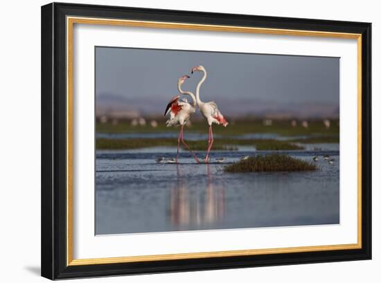 A Pair Of Greater Flamingoes Strut And Posture Close To Pelican Point, In Walvis Bay-Karine Aigner-Framed Photographic Print