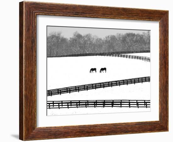 A Pair of Horses Graze Through a Pasture Near Midway, Ky.-null-Framed Photographic Print