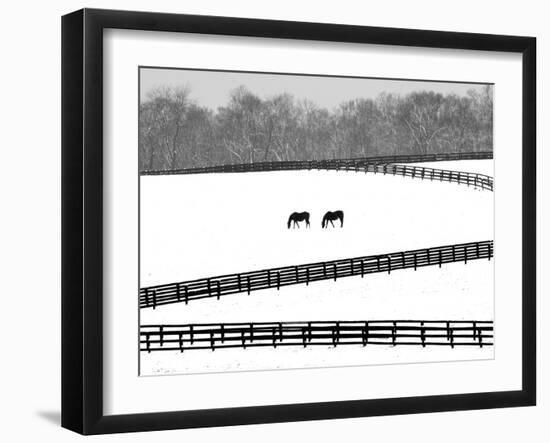 A Pair of Horses Graze Through a Pasture Near Midway, Ky.-null-Framed Photographic Print