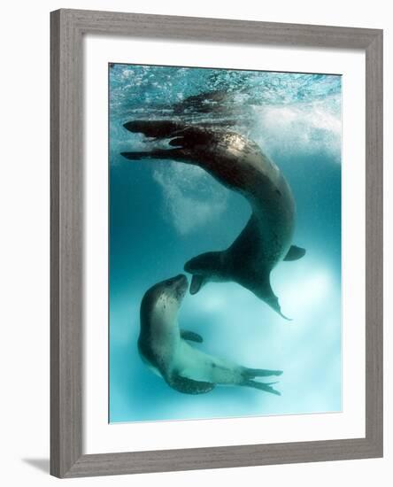 A Pair of Leopard Seals Interacting, Astrolabe Island, Antarctica-null-Framed Photographic Print