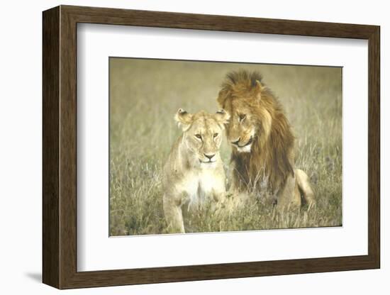 A Pair of Lions in the Wild in Africa-John Dominis-Framed Photographic Print