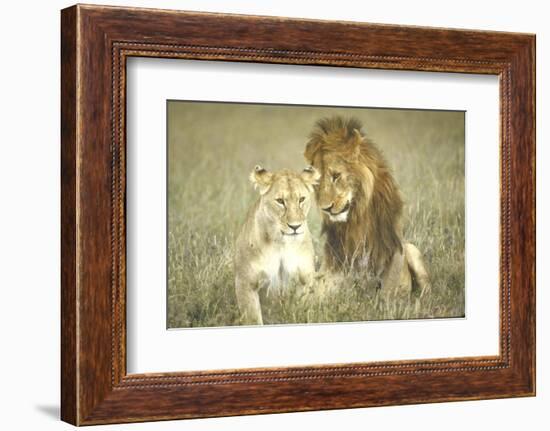 A Pair of Lions in the Wild in Africa-John Dominis-Framed Photographic Print