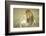 A Pair of Lions in the Wild in Africa-John Dominis-Framed Photographic Print