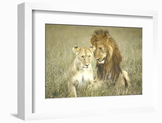 A Pair of Lions in the Wild in Africa-John Dominis-Framed Photographic Print