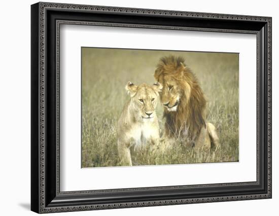 A Pair of Lions in the Wild in Africa-John Dominis-Framed Photographic Print