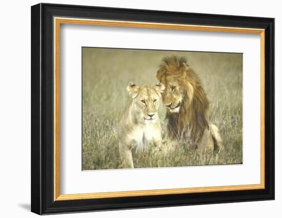 A Pair of Lions in the Wild in Africa-John Dominis-Framed Photographic Print