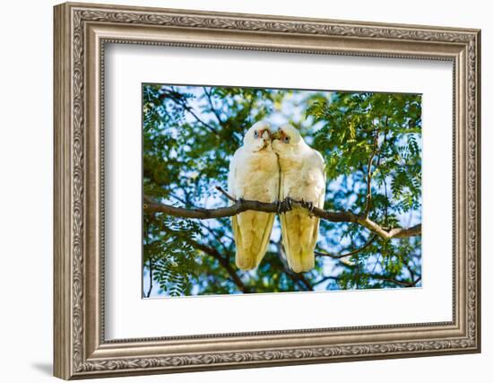 A pair of Little Corellas parrots, Australia-Mark A Johnson-Framed Photographic Print