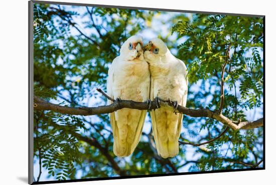 A pair of Little Corellas parrots, Australia-Mark A Johnson-Mounted Photographic Print