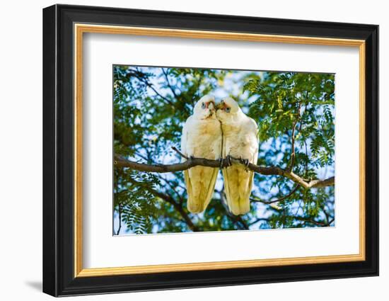 A pair of Little Corellas parrots, Australia-Mark A Johnson-Framed Photographic Print