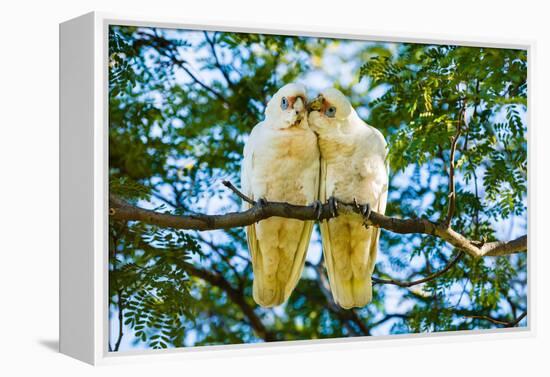 A pair of Little Corellas parrots, Australia-Mark A Johnson-Framed Premier Image Canvas