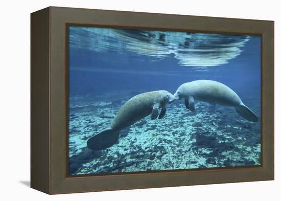 A Pair of Manatees Appear to Be Greeting Each Other, Fanning Springs, Florida-Stocktrek Images-Framed Premier Image Canvas