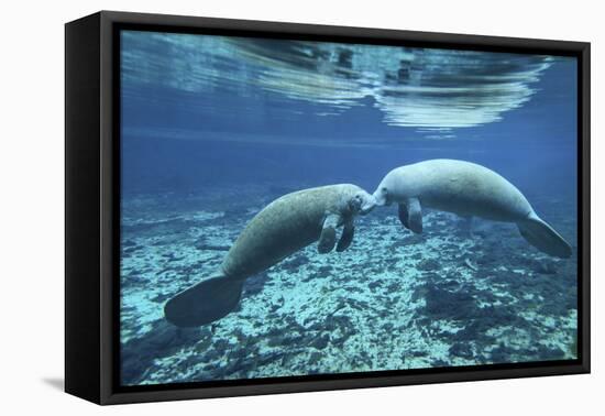 A Pair of Manatees Appear to Be Greeting Each Other, Fanning Springs, Florida-Stocktrek Images-Framed Premier Image Canvas