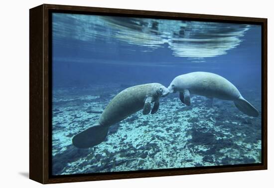 A Pair of Manatees Appear to Be Greeting Each Other, Fanning Springs, Florida-Stocktrek Images-Framed Premier Image Canvas