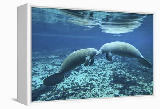 A Pair of Manatees Appear to Be Greeting Each Other, Fanning Springs, Florida-Stocktrek Images-Framed Premier Image Canvas